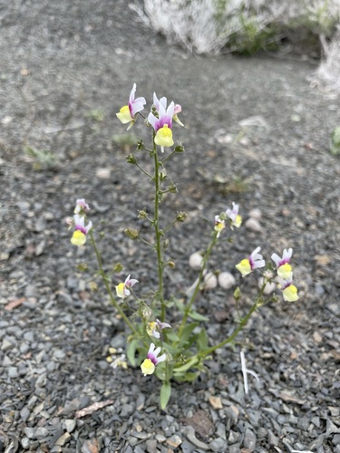 Image of Nemesia suaveolens by (c) Matt Berger, some rights reserved (CC BY)