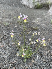 Nemesia suaveolens