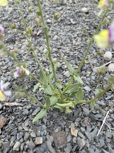 Image of Nemesia suaveolens by (c) Matt Berger, some rights reserved (CC BY)