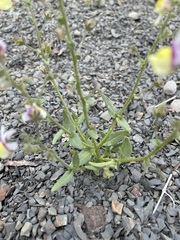 Nemesia suaveolens