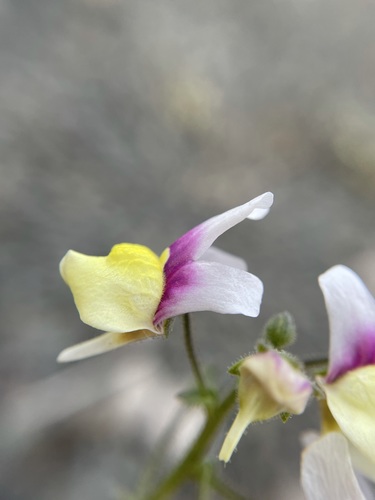 Image of Nemesia suaveolens by (c) Matt Berger, some rights reserved (CC BY)