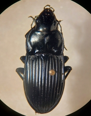 Dicaelus costatus