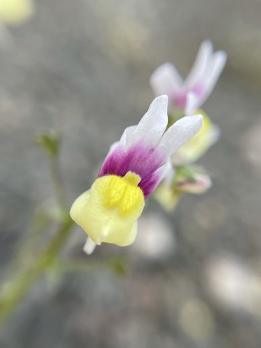Image of Nemesia suaveolens by (c) Matt Berger, some rights reserved (CC BY)
