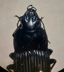 Dicaelus costatus