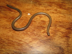 Epictia