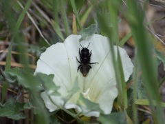 Calystegia collina venusta