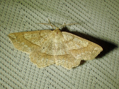 Euchlaena tigrinaria