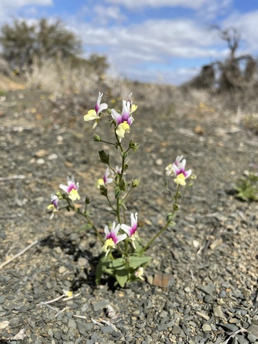 Fragrant Lionface (Nemesia suaveolens)