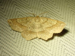 Euchlaena tigrinaria