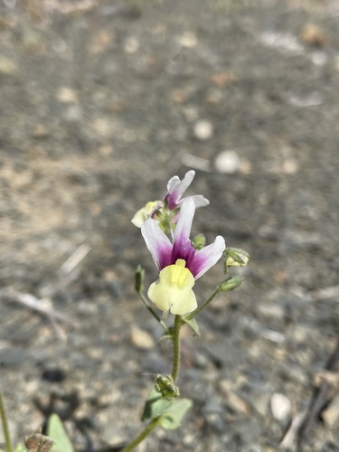 Image of Nemesia suaveolens by (c) Matt Berger, some rights reserved (CC BY)
