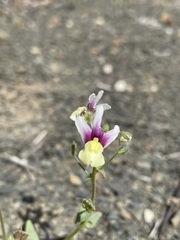 Nemesia suaveolens