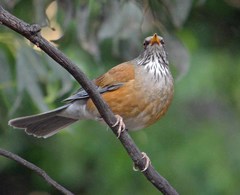 Turdus rufopalliatus