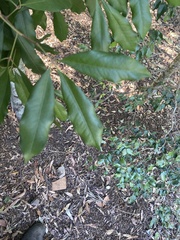 Heritiera trifoliolata