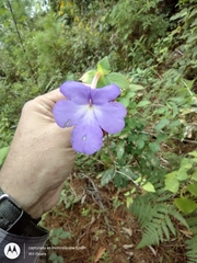 Achimenes longiflora