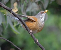 Turdus rufopalliatus