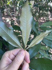 Heritiera trifoliolata