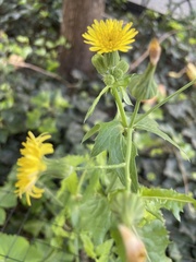 Sonchus oleraceus