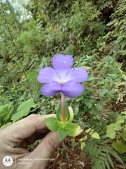 Achimenes longiflora