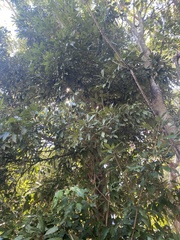 Heritiera trifoliolata