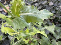 Sonchus oleraceus