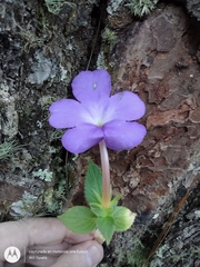 Achimenes longiflora