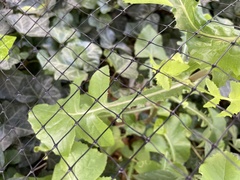 Sonchus oleraceus