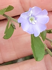 Evolvulus convolvuloides