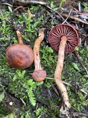 Cortinarius trappei