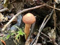 Cortinarius trappei
