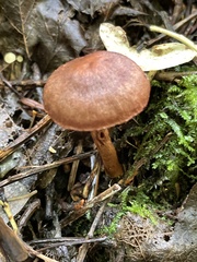 Cortinarius trappei