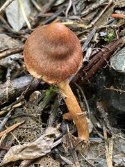 Cortinarius trappei
