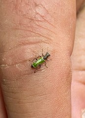 Eurymetopum semiprasinum