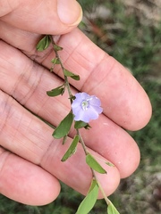 Evolvulus convolvuloides