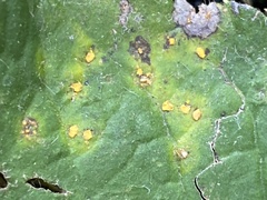 Phragmidium tuberculatum