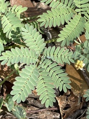 Desmanthus leptolobus