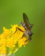 Rhamphomyia longicauda