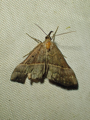 Hypena eductalis