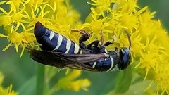 Myzinum carolinianum