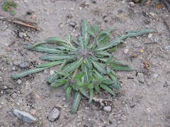 Camissoniopsis micrantha