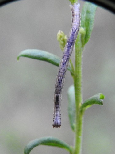 Xanthotype photographed on goldenrod