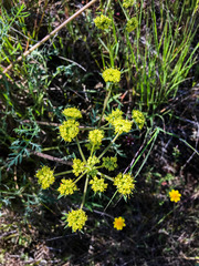 Lomatium caruifolium