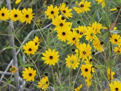 Helianthus agrestis