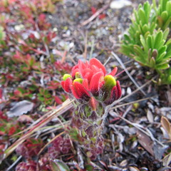 Castilleja paramensis