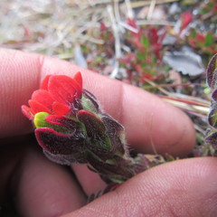 Castilleja paramensis