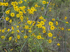 Helianthus agrestis