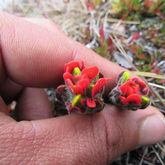 Castilleja paramensis