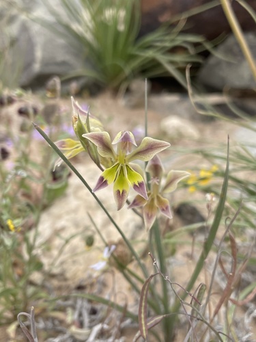 Image of Gladiolus scullyi by (c) Matt Berger, some rights reserved (CC BY)