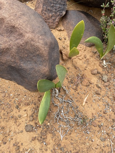 Haemanthus barkerae