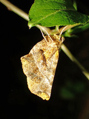 Selenia alciphearia