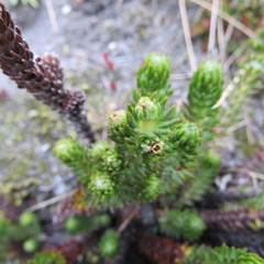 Alchemilla hispidula